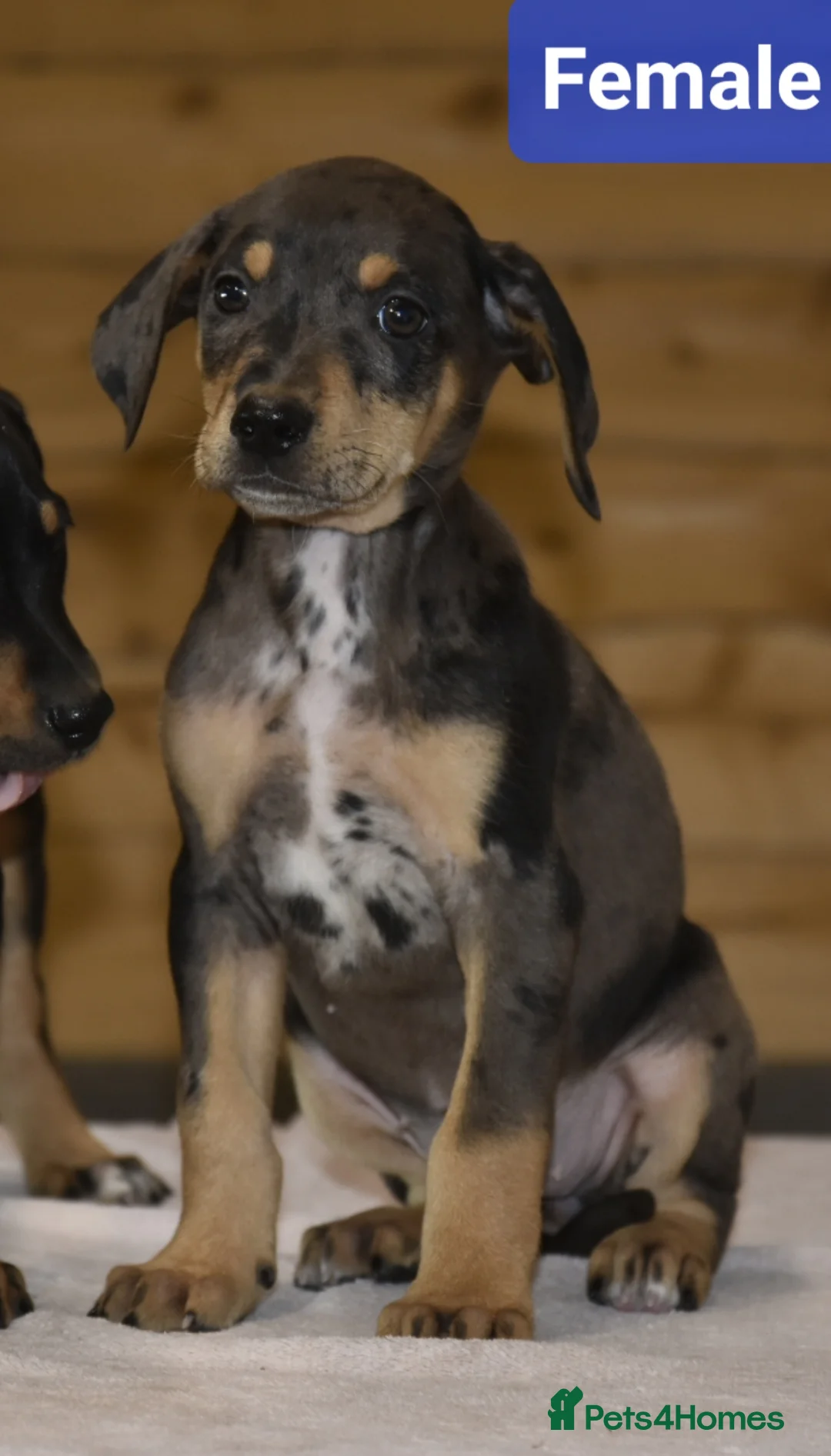 Mixed Breed dogs for sale: Unique hybrid dobermann puppies - Advert 6