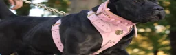 Presa Canario dogs for sale: World class presa canarios  - Advert 1