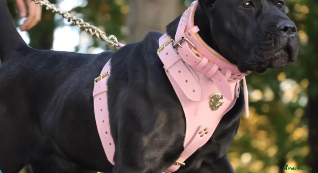 Presa Canario dogs for sale: World class presa canarios  - Advert 1