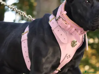 Presa Canario dogs World class presa canarios - Advert 3