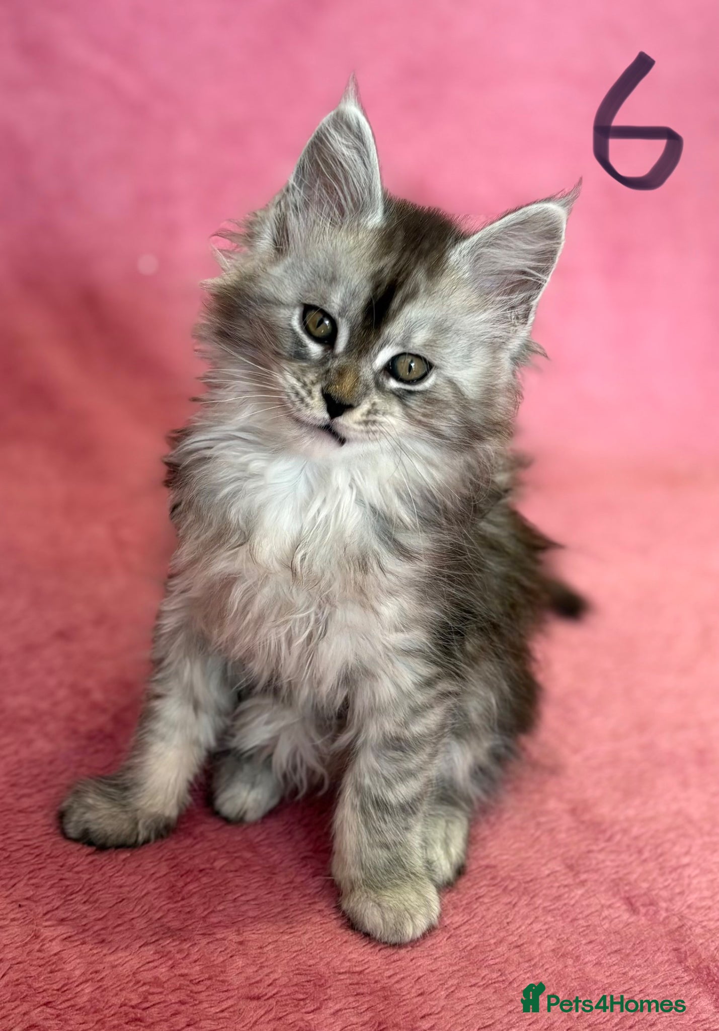 Maine Coon cats Perfect TICA registered Maine Coon kittenss - Advert 6