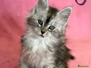 Maine Coon cats Perfect TICA registered Maine Coon kittenss - Advert 6