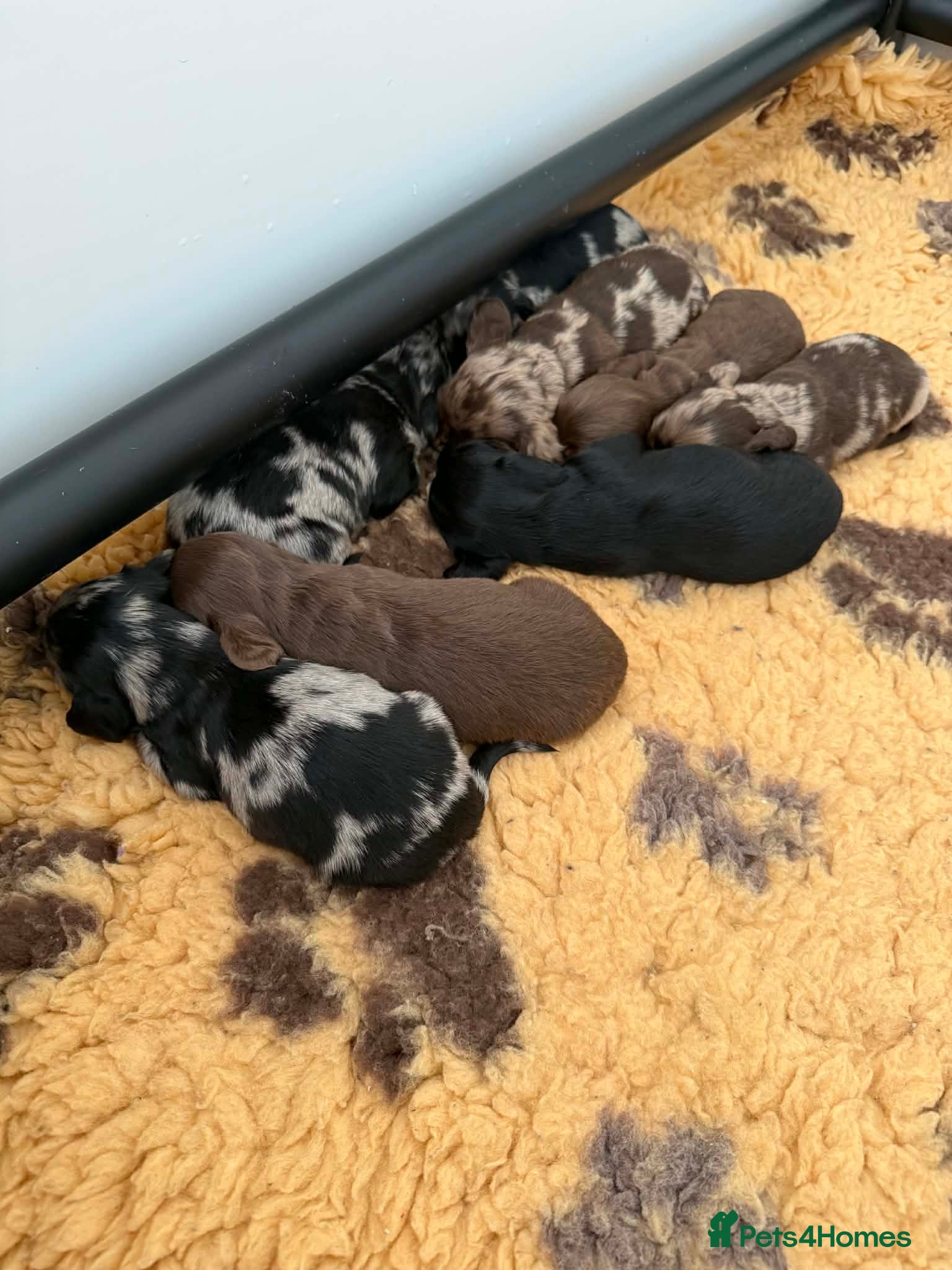Dachshund dogs Long haired miniature dachshund puppies - Advert 2