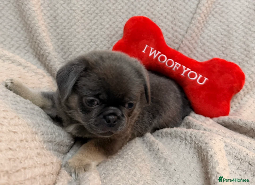 Mixed Breed dogs for sale: Beautiful pugingese pups 😍 - Advert 2