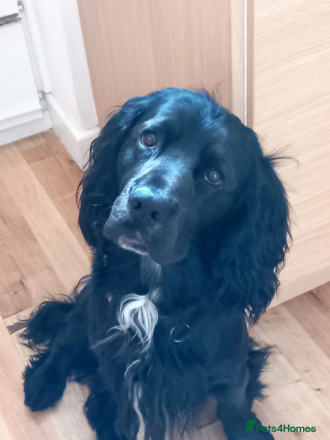 Sprocker dogs for stud: Outstanding Black Sprocker Spaniel for Stud in Yeovil - Advert 2