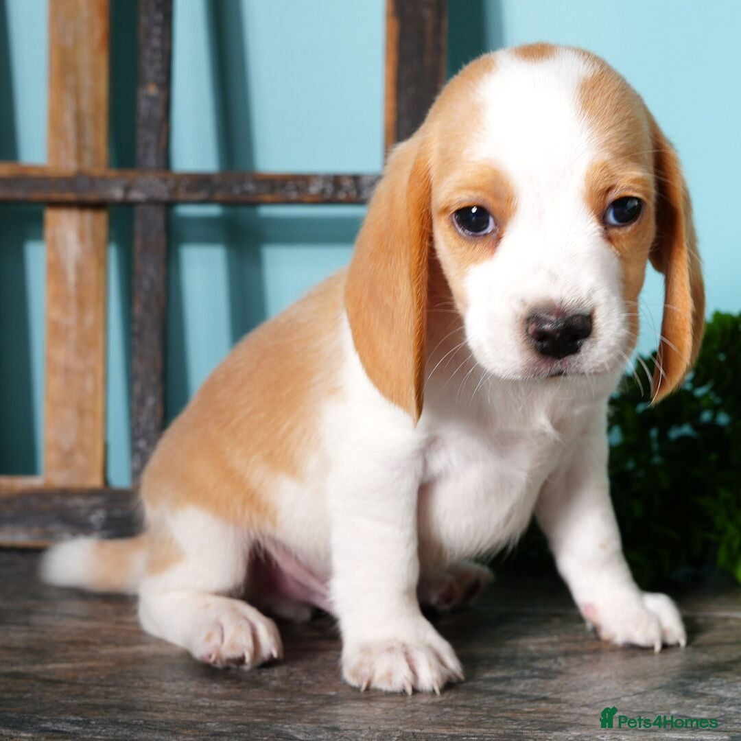 Beagle dogs for sale: Purebred Beagle Puppies - Ready Now! - Image 4
