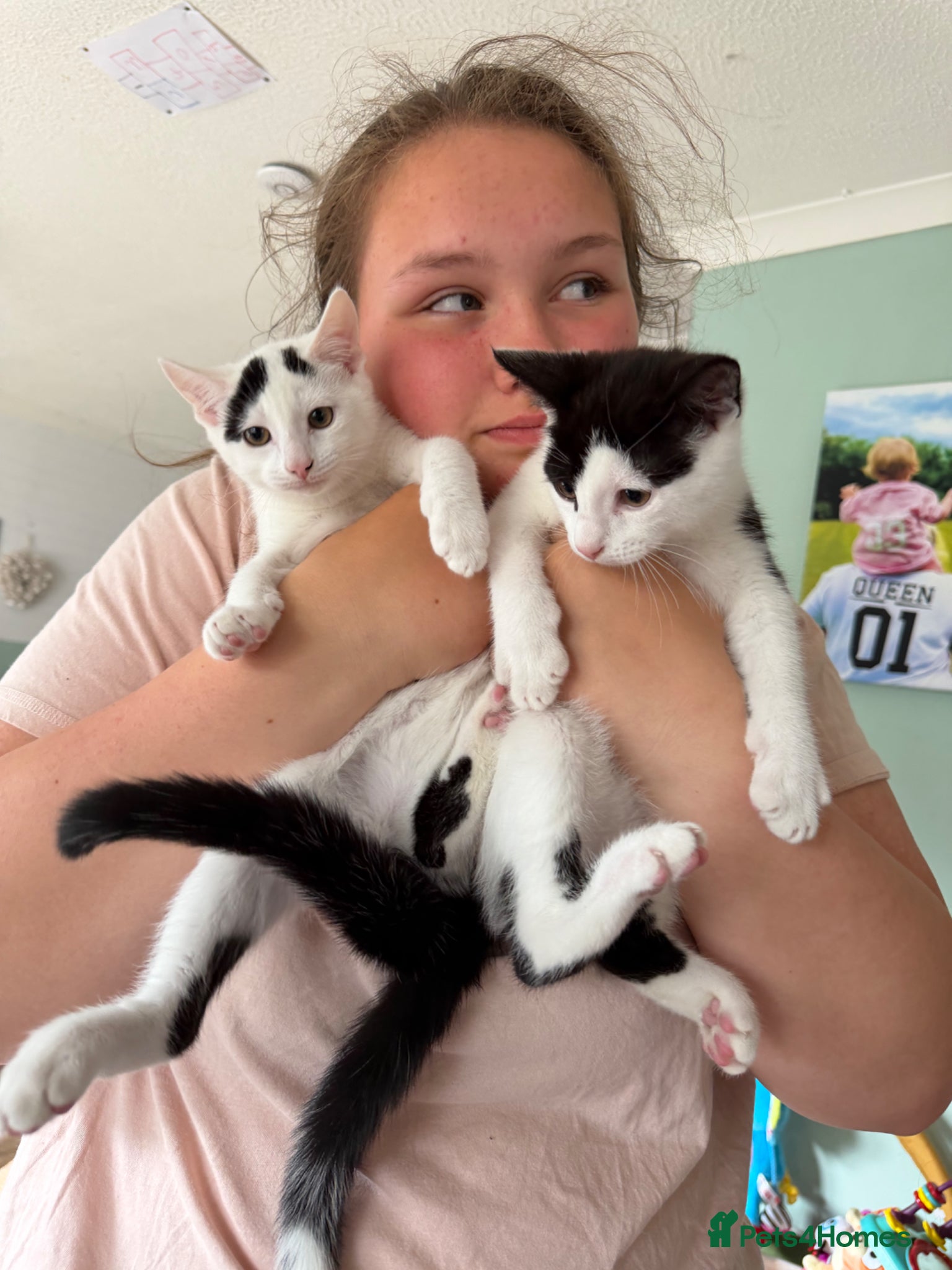Mixed Breed cats for sale: Make and female kitten in Biggleswade - Advert 8