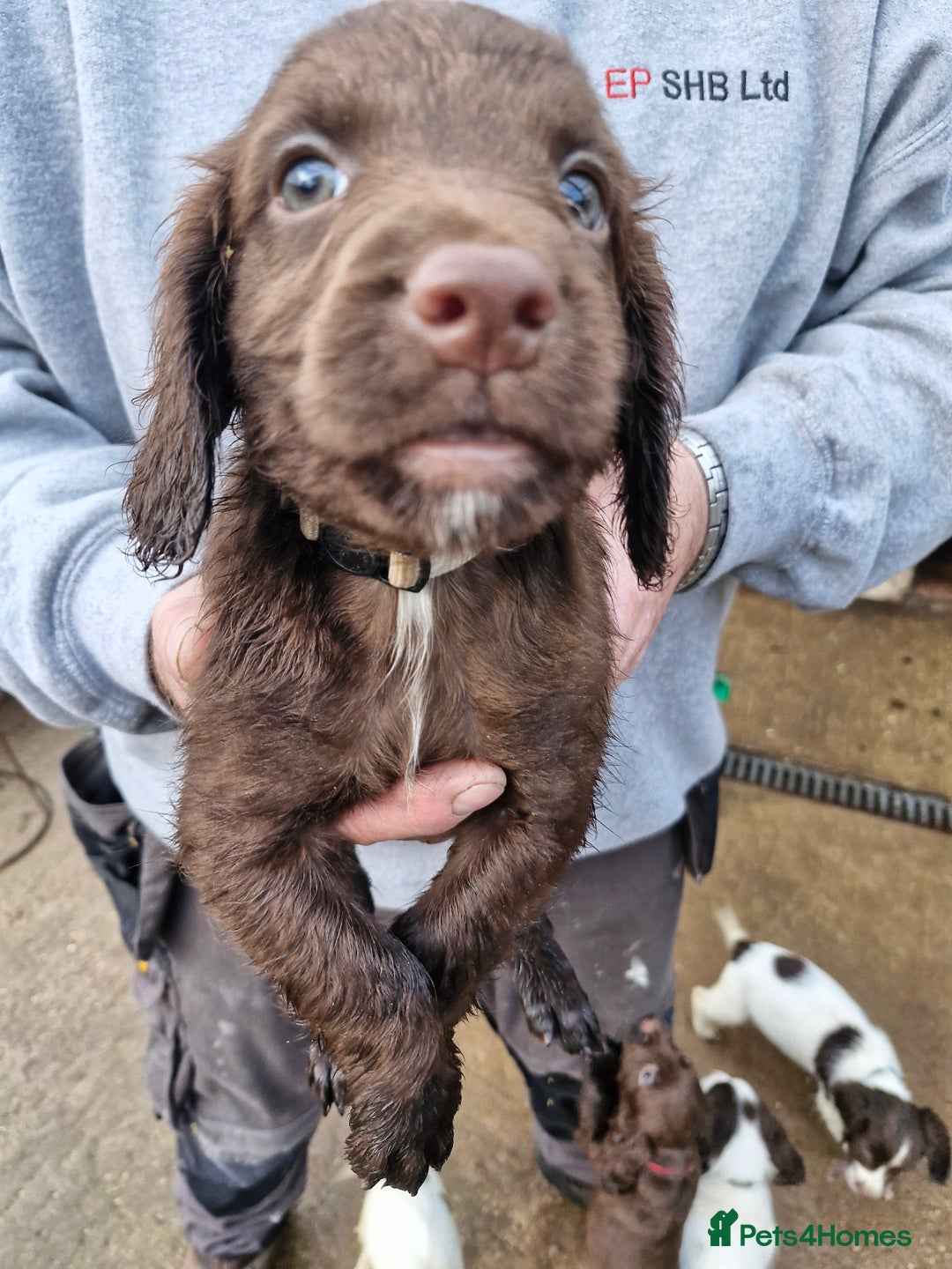 Sprocker dogs for sale: 9 lovely sprocker spaniel puppies for sale - Advert 13