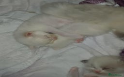 Ragdoll cats for sale: Rare cream point ragdoll and two blue bicolour - Image 2