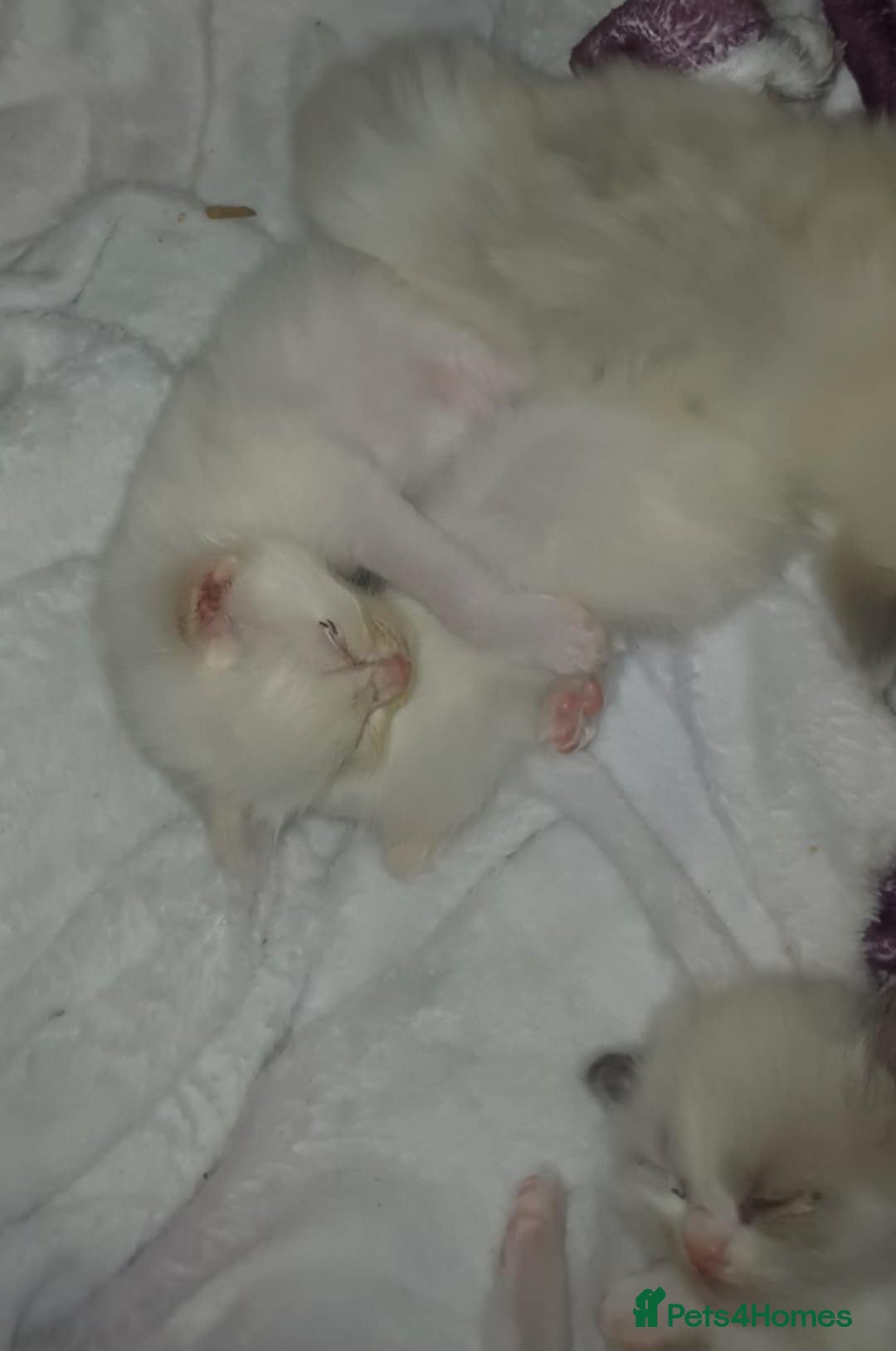 Ragdoll cats for sale: Rare cream point ragdoll and two blue bicolour - Image 2
