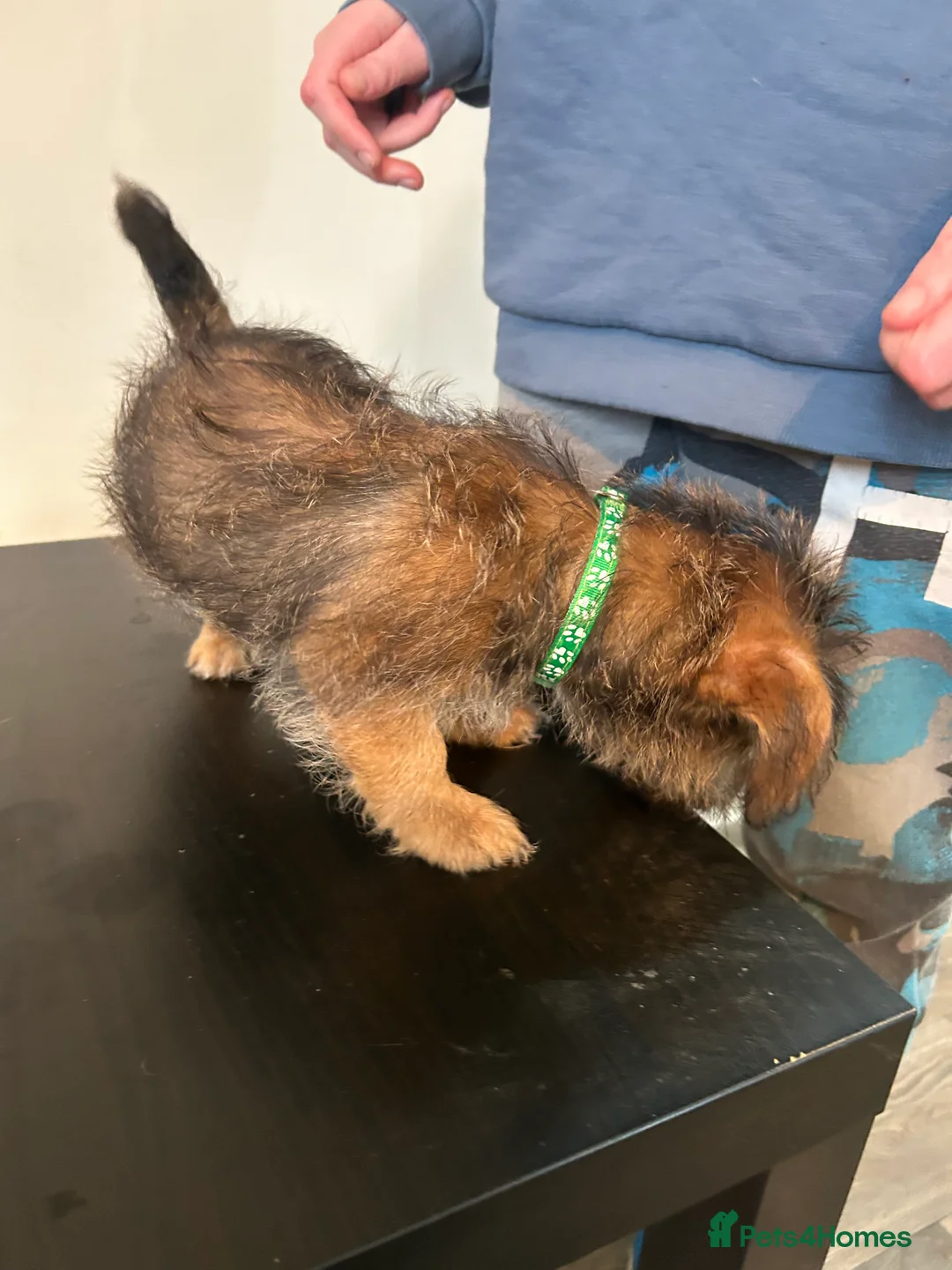 Mixed Breed dogs for sale: Jack russel cross Shih Tzu playful puppies  - Advert 13