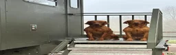 Labrador Retriever dogs for sale: Beautiful dark fox red labrador puppies for sale - Advert 6