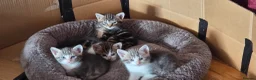 Mixed Breed cats for sale: Kittens ready for their forever home  - Advert 16