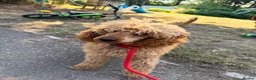 Poodle dogs for adoption: Red is looking for a loving home  - Advert 4