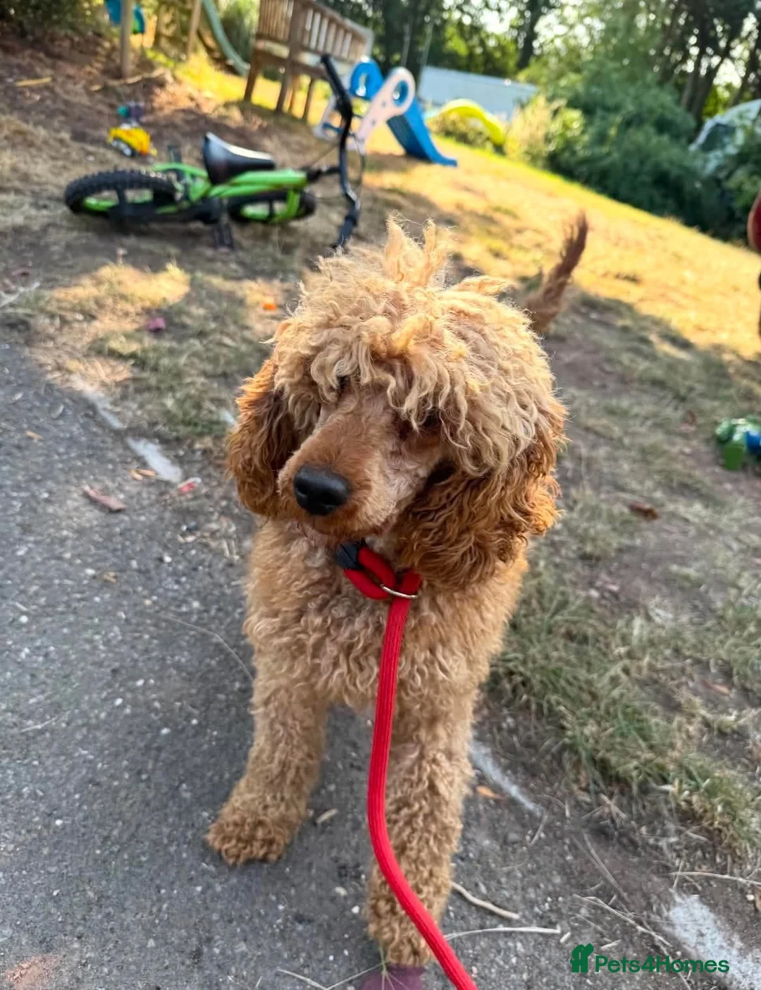 Poodle dogs for adoption: Red is looking for a loving home  - Advert 4