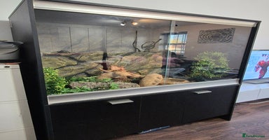 Snake reptiles - Advert 10