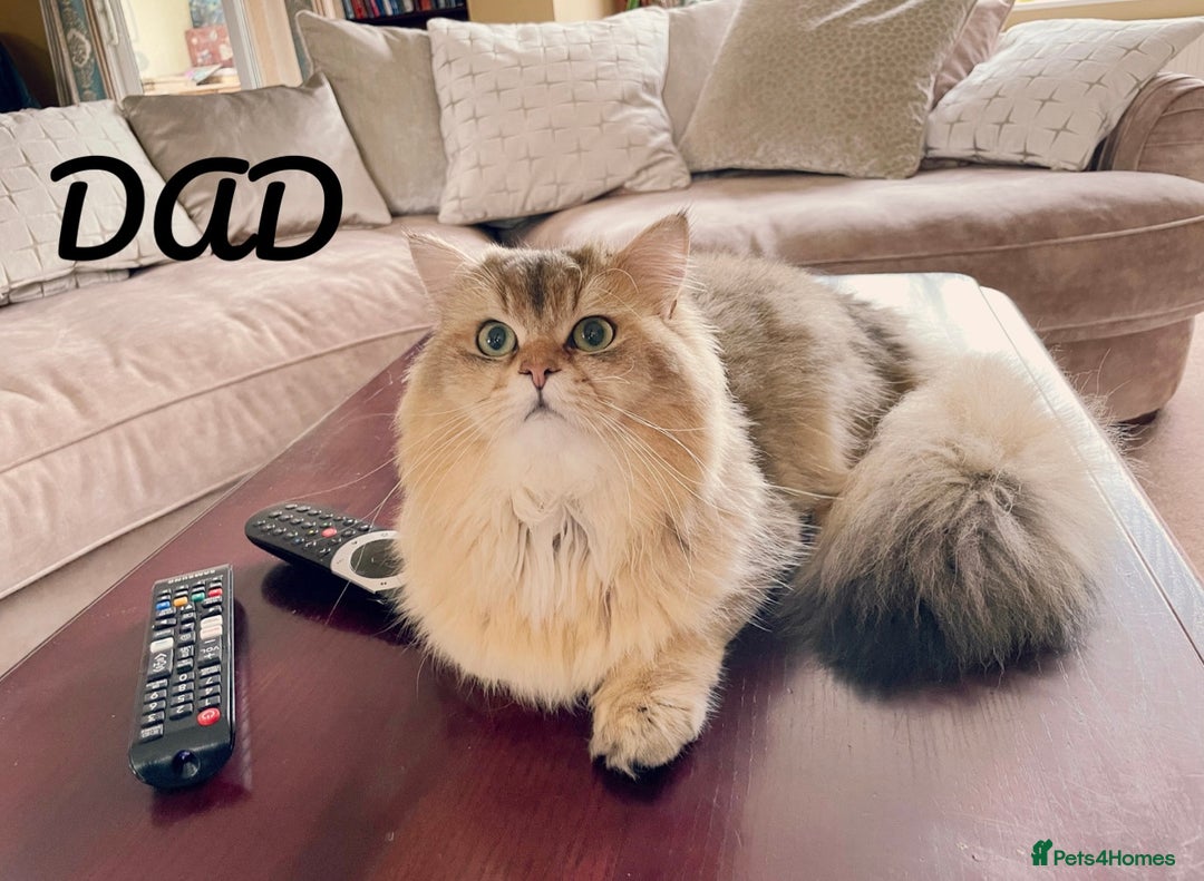 British Shorthair cats for sale: GCCF registered Golden BSH champion line, Boys - Image 25