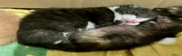 Mixed Breed cats for sale: 2 Lovely kittens for sale (1 boy, 1 girl) - Advert 9