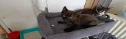Mixed Breed cats for sale: 5 cuties looking for new forever homes - Advert 9