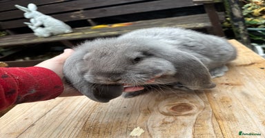 French Lop rabbits French lops  - Advert 9