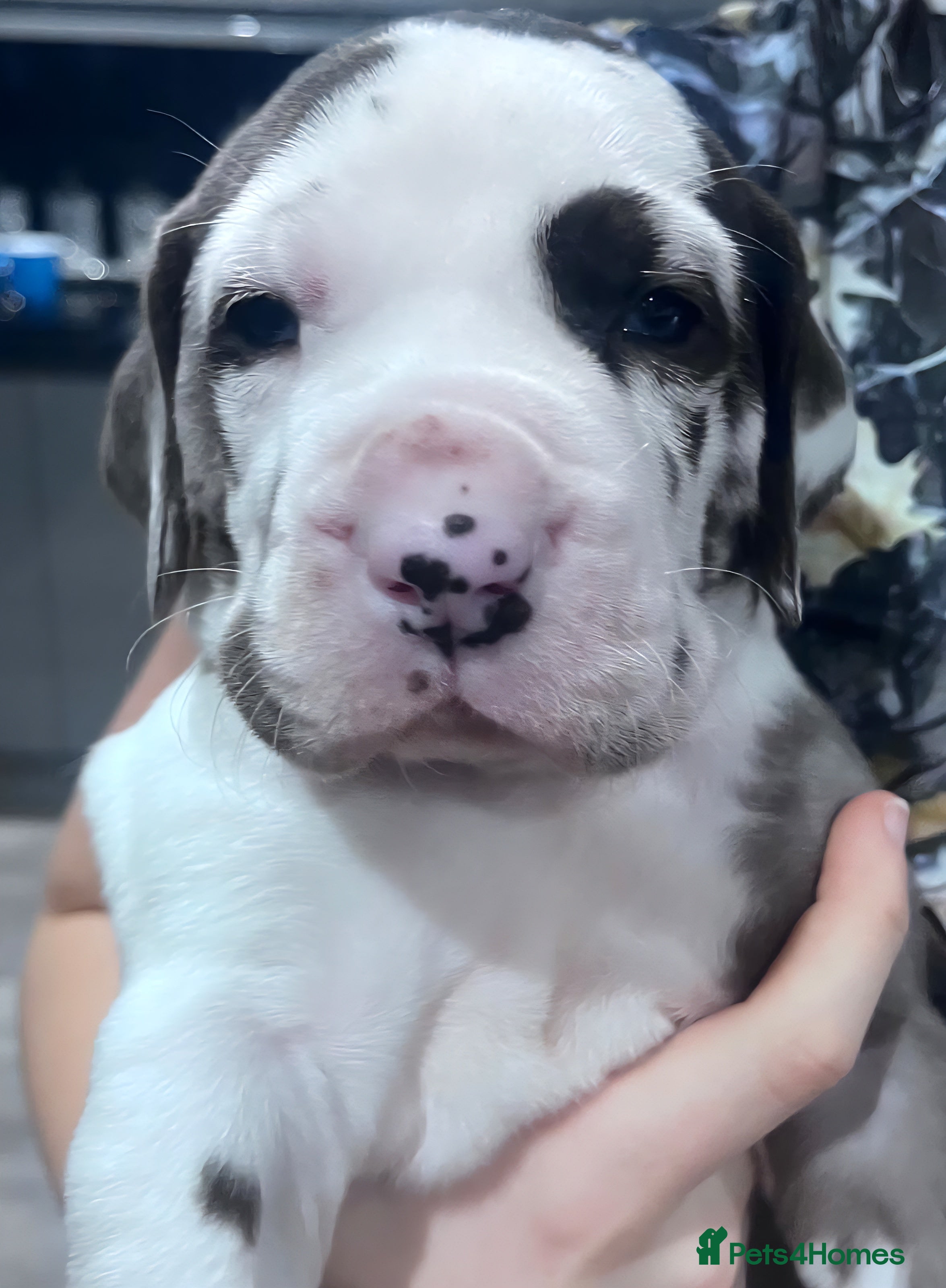 Great Dane dogs Stunning KC Great Dane puppies  - Advert 2