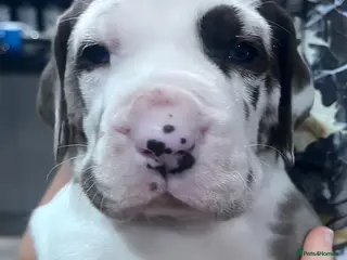 Great Dane dogs Stunning KC Great Dane puppies - Advert 2