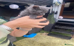 Russian Blue cats for sale: Russian blue kittens  - Image 8