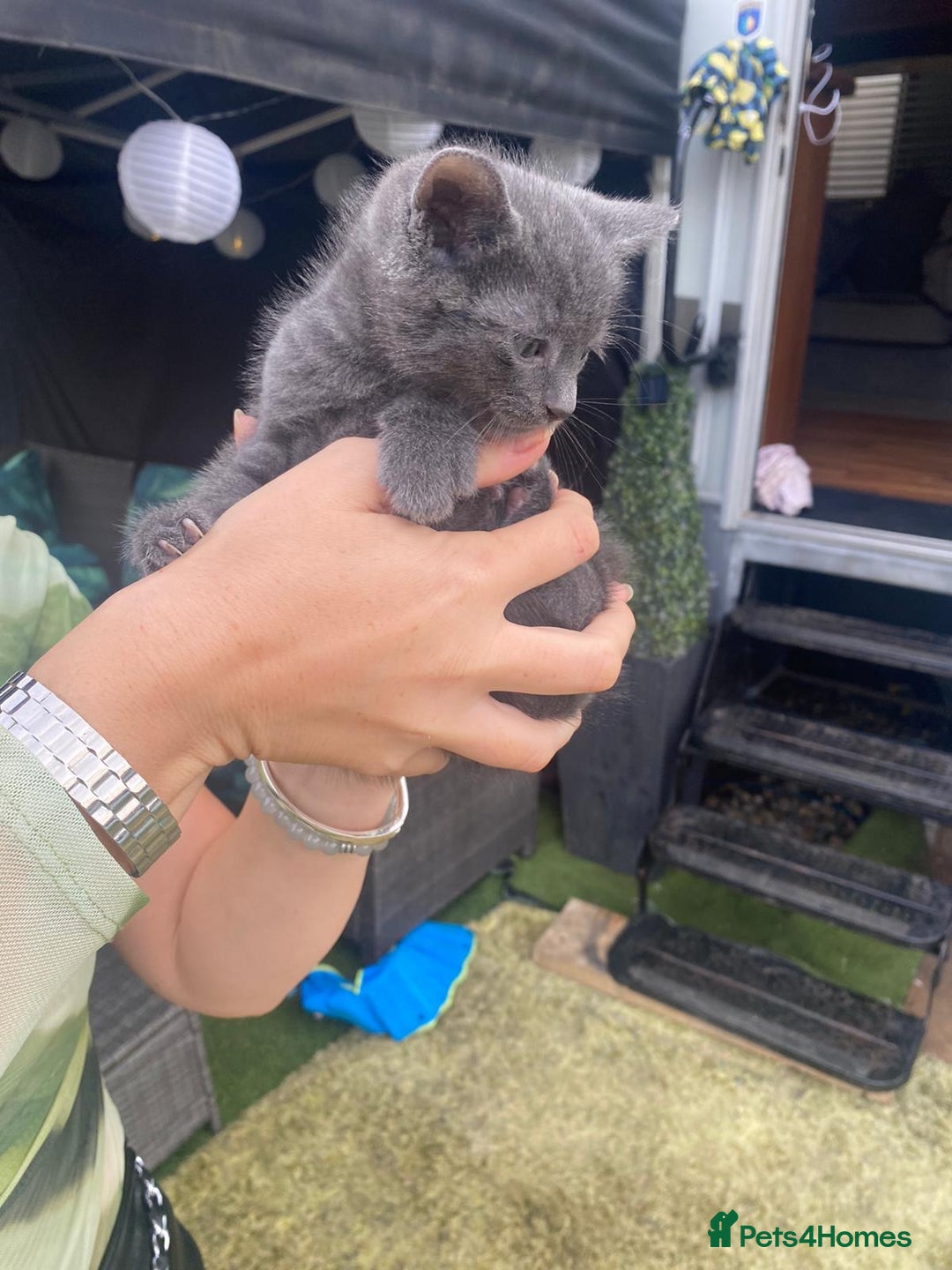 Russian Blue cats for sale: Russian blue kittens  - Image 8