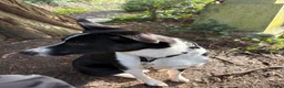 Border Collie dogs for sale: Daisy in Glasgow - Advert 3