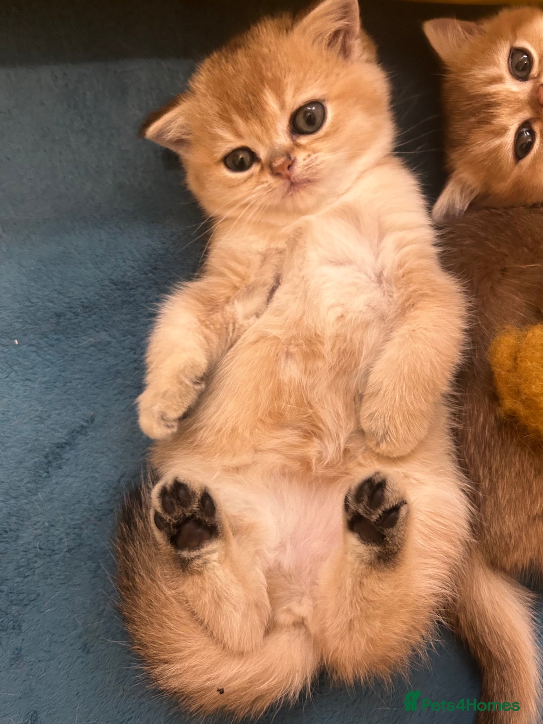Scottish Fold cats for sale: Gold chinchilla baby’s available  - Advert 22