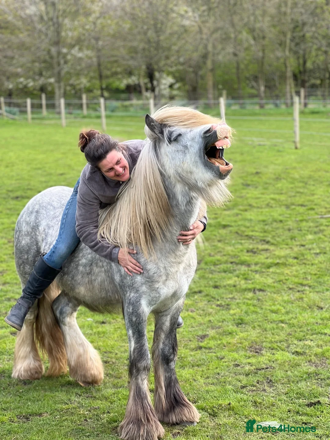 Other Breed horses for sale: Bear 6 year old cob Stallion  - Advert 7