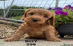 Cockapoo dogs for sale: 1 COCKAPOO BOY AVAILABLE! - Image 2