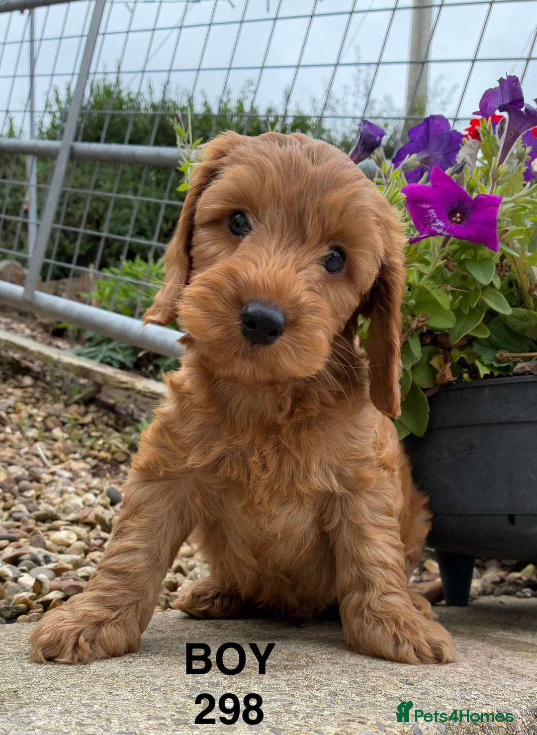 Cockapoo dogs for sale: 1 COCKAPOO BOY AVAILABLE! - Image 2