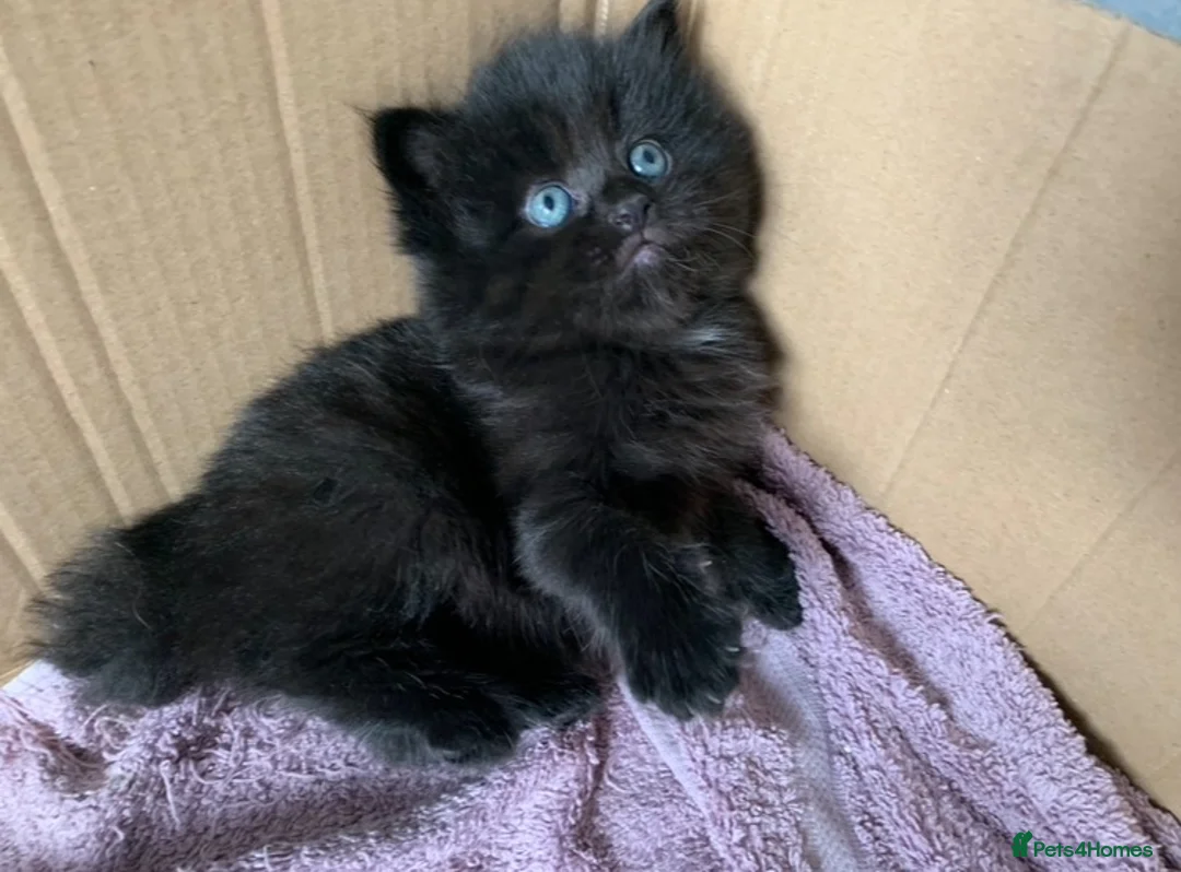Turkish Angora cats for sale: Dark chocolate Female Long haired Turkish Angora - Advert 1