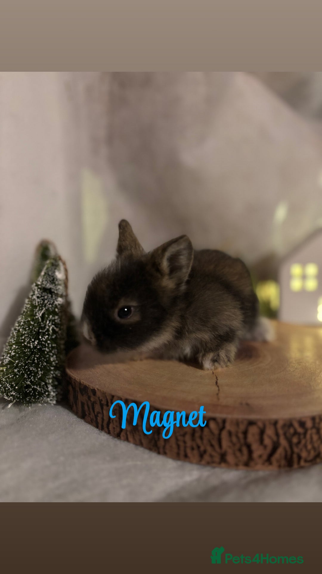 Lionhead rabbits for sale: Lion head babies  - Advert 6