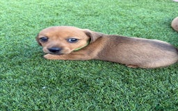 Mixed Breed dogs for sale: 7 beautiful jackshund puppies for sale - Image 10
