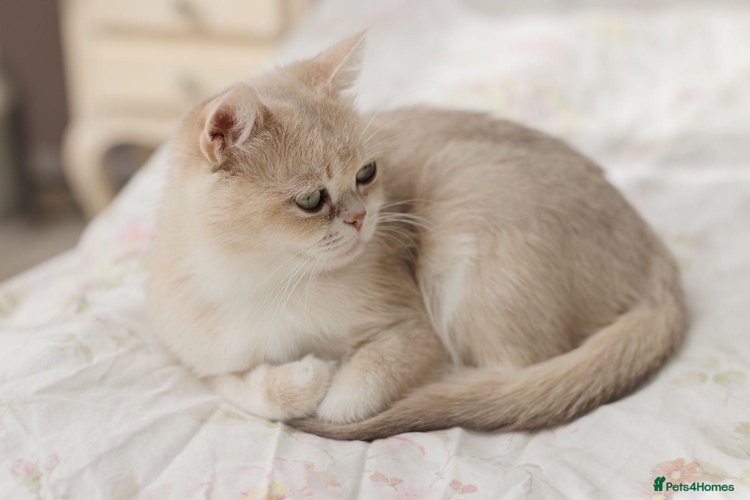 British Shorthair cats Beautiful BSH AY12 Golden Blue Female - Advert 1