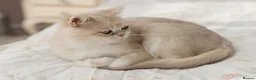 British Shorthair cats for sale: Golden Blue Ay12 BSH Female ready now - Advert 1