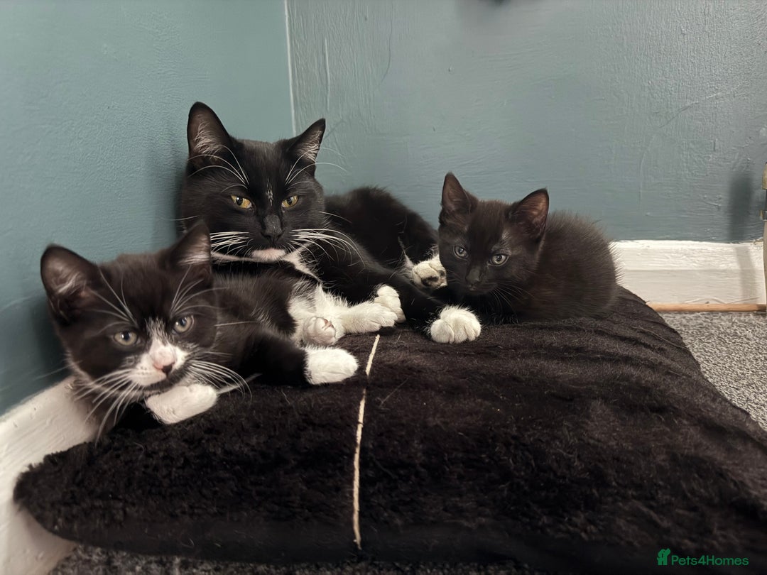 Russian Blue cats for sale: Part Ragdoll and Russian Blue Kittens for sale - Image 8