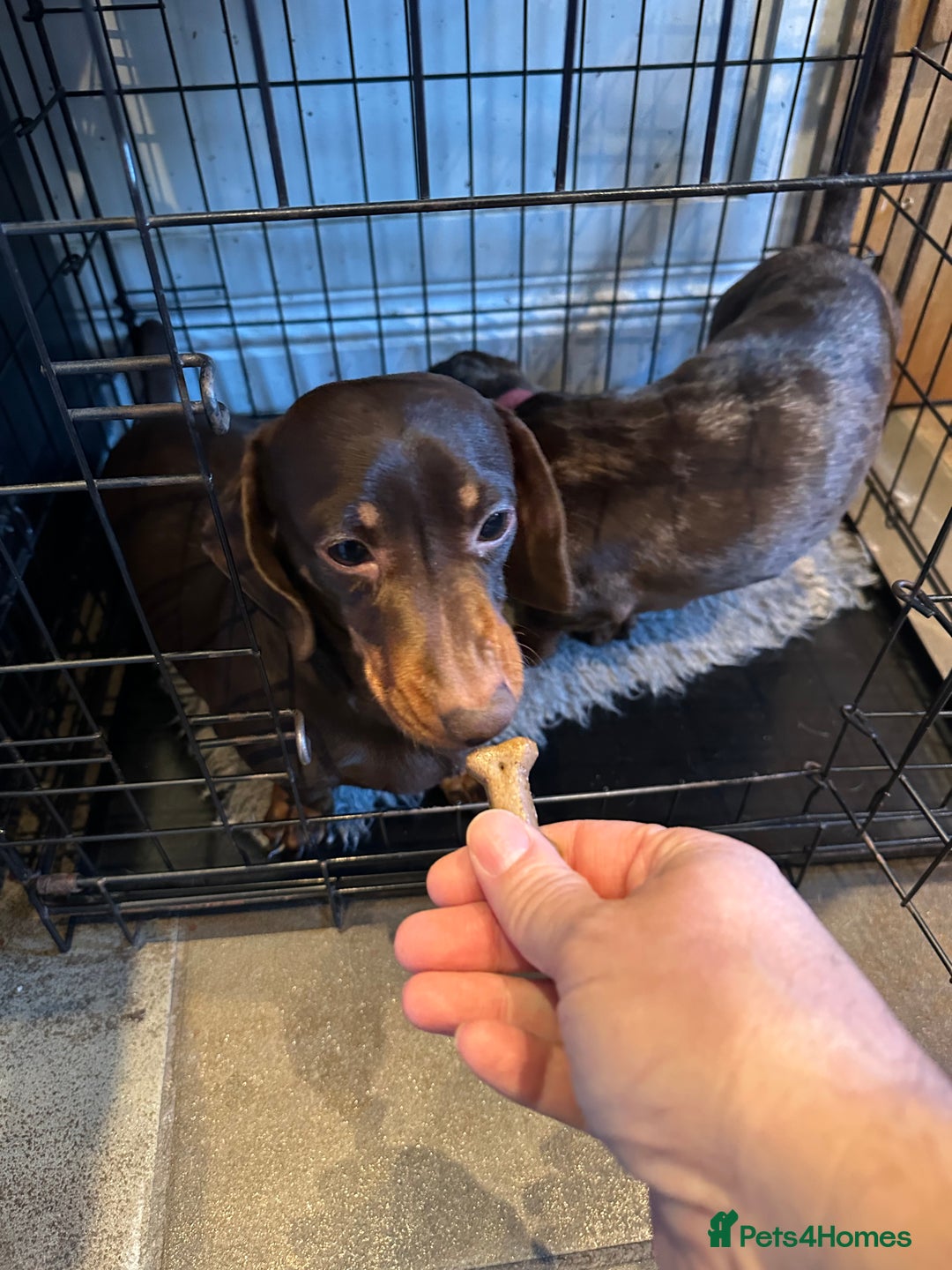 Miniature Dachshund dogs for sale: 2 Amazing Girls - Advert 9