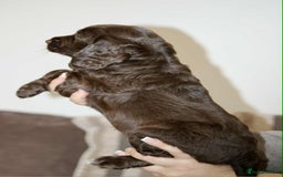 Cockapoo dogs for sale: Adorable Cockerpoo puppies F1B - Image 14