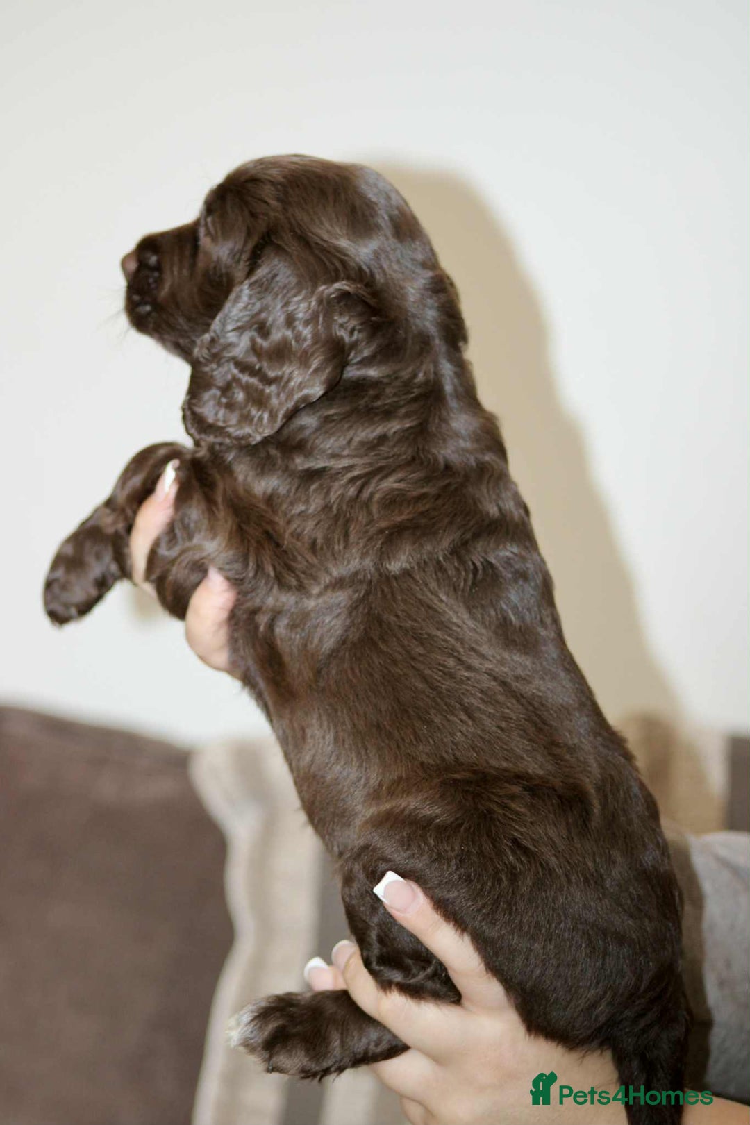 Cockapoo dogs for sale: Adorable Cockerpoo puppies F1B - Image 14