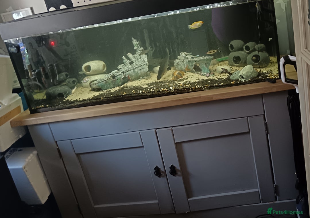 Other/Mixed Breed fish for sale: 5ft fish tank with fish - Image 2
