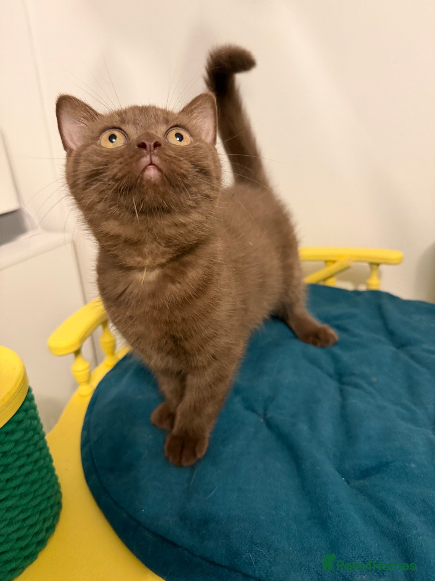 British Shorthair cats Tica registered BSH kittens ready for new parents! - Advert 1