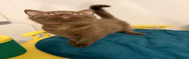 British Shorthair 6