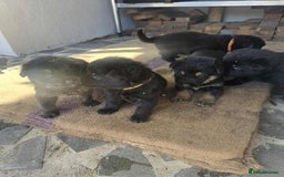 German Shepherd dogs for sale: German Shepherd Puppies - Image 3