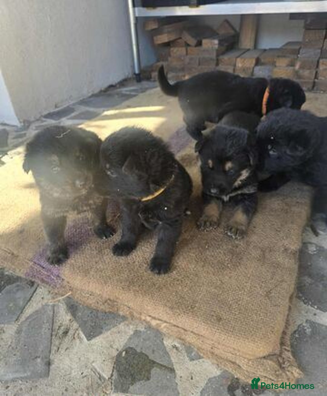 German Shepherd dogs for sale: German Shepherd Puppies - Image 3