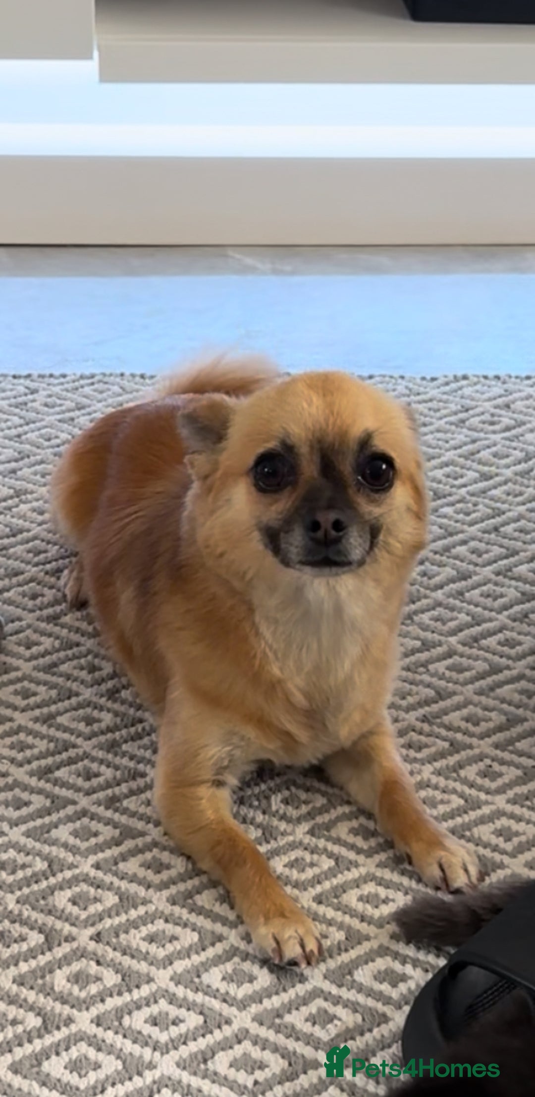 French Bulldog dogs for sale: French bulldog and chihuahua cross pom - Image 3