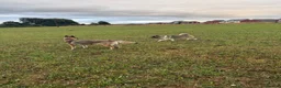 Akita dogs for sale: pure bred female akita. and mally/husky(2years old - Advert 11