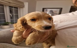 Mixed Breed dogs for sale: Beautiful Cavapoo X puppies - Image 14